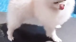 Cute puppy dog funny