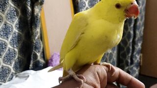 Yellow ringneck