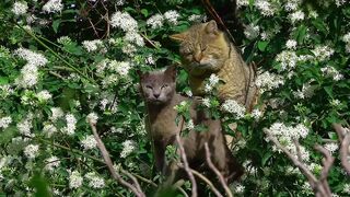 Beautiful cat