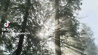 sun tree