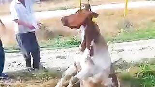 Cow and crain