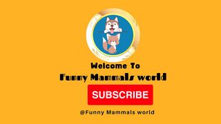 Funny Cats