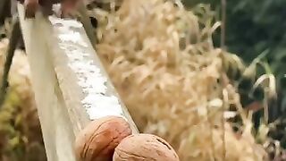 Funny videos