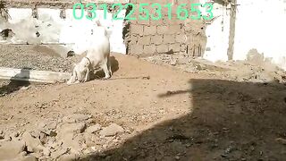apni bakra mandi