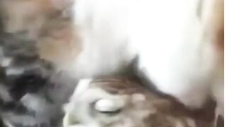 Cat vs Owl