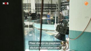 Bij jonge zeespinnen kunnen poten en organen weer aangroeien