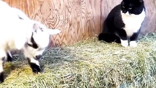funny video with cats ????