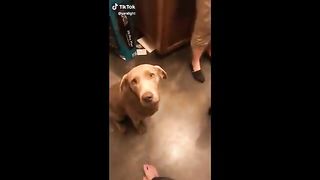 Funny Animal Tik Toks to Brighten Up your Day