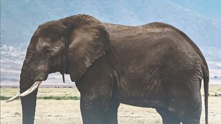 The Elephant Rope - Effects Mentality - Experiment Mental Influence on Physical Wellness #shorts