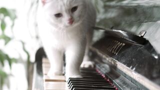 The PIANIST