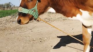 Cute cow and goats????