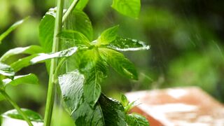 Raining Here