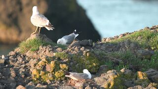 beautiful birds