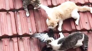 Wild cats