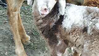 Cute  sheep????