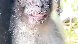 Crazy monkey