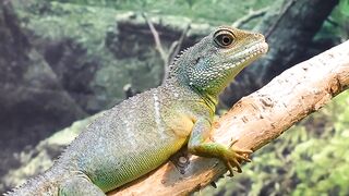 Water Dragon