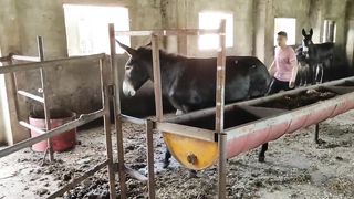 再不不老实的驴也要宰，非专业人士请勿模仿.