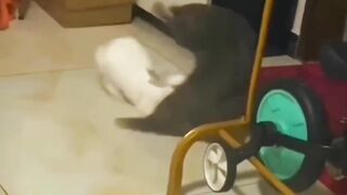 Funny cats Videos Ever 2023