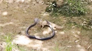 King  Cobra vs Mongoos. Please(sub100k