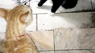 Fight my cat