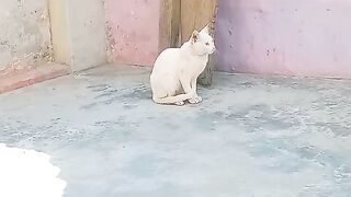 Funny pet cat