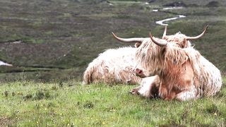 Animals on farm