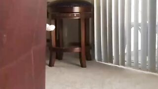funny cat video