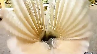 Beutifull Bird