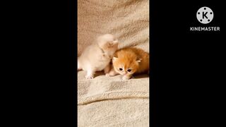 Cute pets