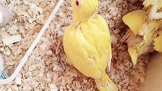 Beautiful????Birds