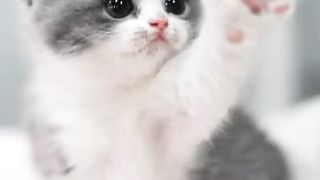 Beautiful cats