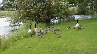 Nature ducks#