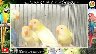 Birds Market Lahore Rate Sunday January 22, 2023