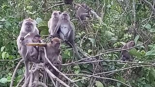 Cute baby monkey group video #monkey #viralvideo