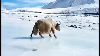 Amazing videos of Bulls