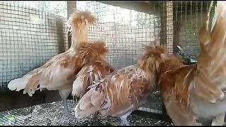 Polish cap hen and cock