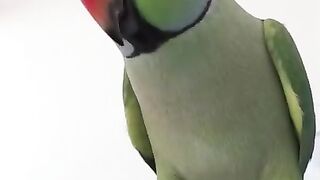 #green parrot