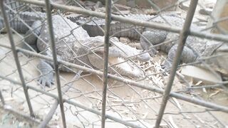 Crocodiles in angry mood