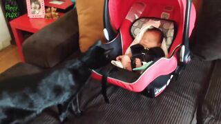 Cats Meeting Babies for the First Time Compilation