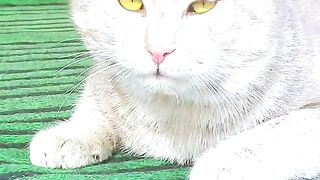 funny cat