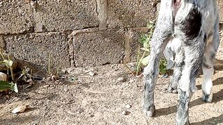 #cute#babe goats#