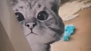 Prank On My Cats