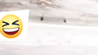 Funny Dog video