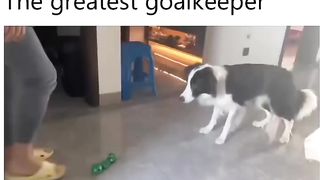 DOG Greatest Goalkeeper ever