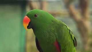 Parrot Bird Trap Using Milk Bottle Fall into Deep HoleParrot_Video___Full_HD_18_Parrot_Videos