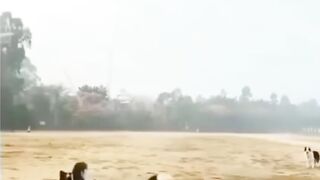 DOGS Playing Together