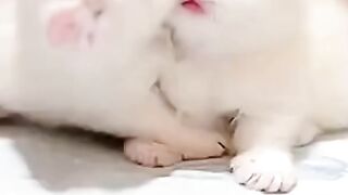 Cute Baby Cat WhatsApp Status ��❣️Cute Cat Status _Animals Profile#shorts#cat-(1080p)