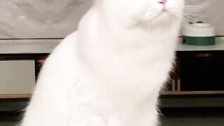 Very Cute Cat