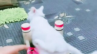 funny cat video ????????